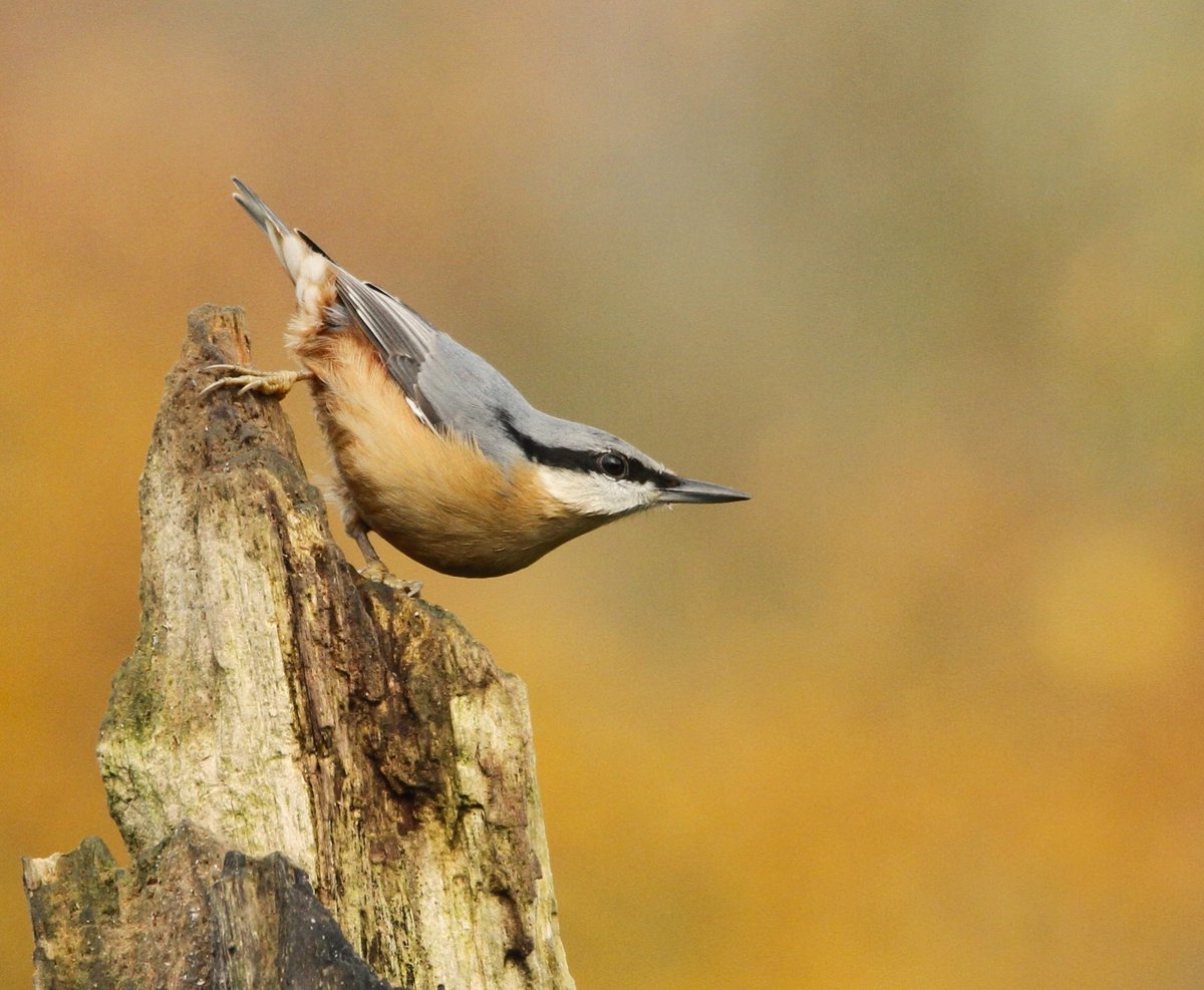 Moved away from bird feeders this year to reduce the potential for avian disease . Sprinkling sunflower seeds & peanuts onto old logs & tree stumps around the whole garden instead. Rewarded with some nice autumn colour with 3 Nuthatches grabbing seeds from the stump crevices.