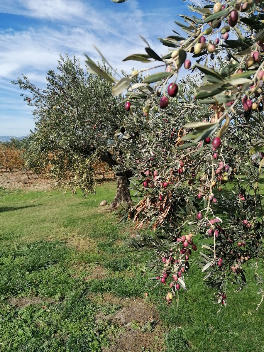 Es curioso la naturaleza. En general,  la producción de oliva en España se ha reducido más de un 50%.
En cambio, nunca he visto tanta oliva como este año en los olivos de la bodega Piérola en Moreda (Rioja Alavesa)

@AceitesOlivaES @aceitedemadrid @AceiteOrujo