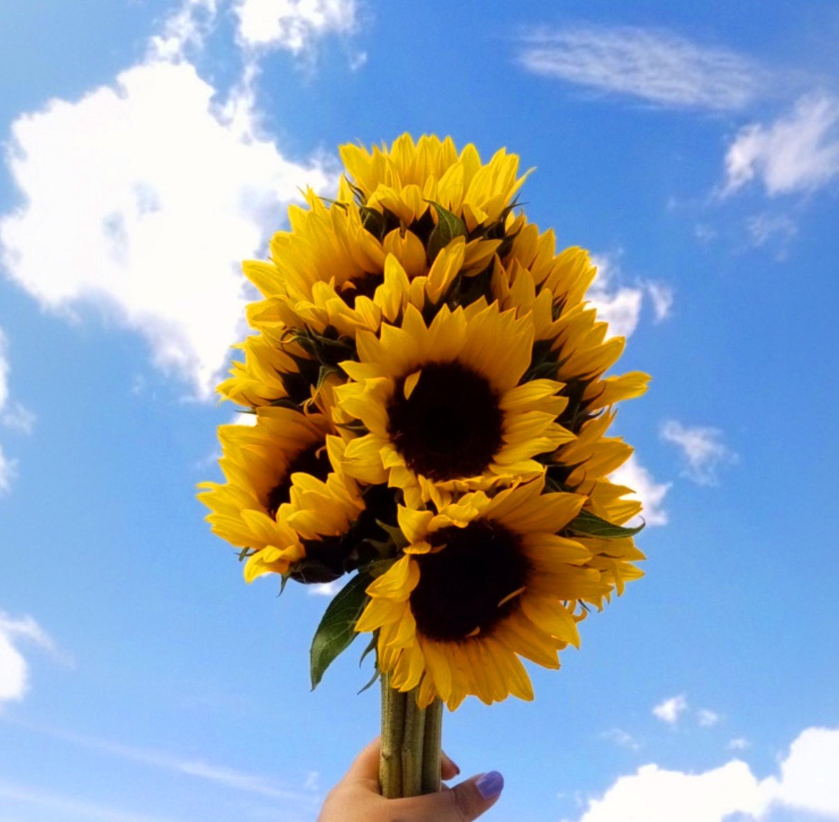 Exulansista's tweet photo. yellow tulips or sunflowers? https://t.co/NXudIUJA3P