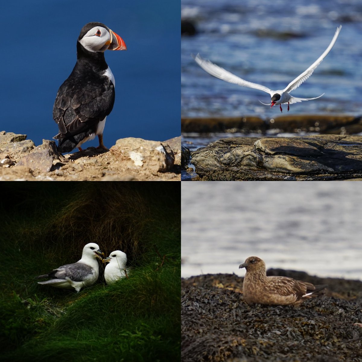 As someone who is primarily interested in #coastal plants and algae, I've never really been 'in' to birds much. Yet, I realise that I've had a very #bird-y year after getting a #telephoto lens, and have loved watching and #photographing their beauty and vibrant #personalities!