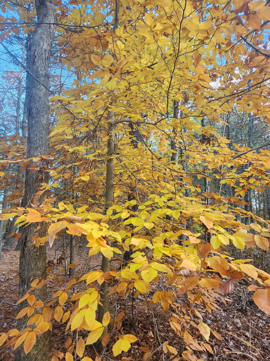 ChrisWh80792999's tweet image. The mighty beech tree. Last to turn in the yard and keeps its leaves and color all winter. Love this tree
