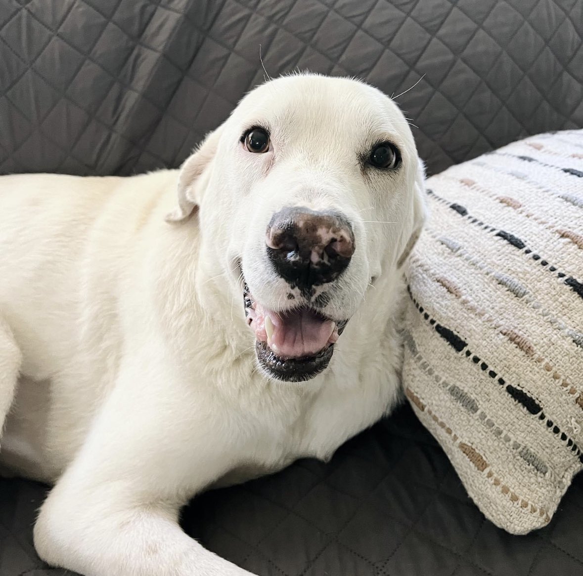 CptKanks tweet media