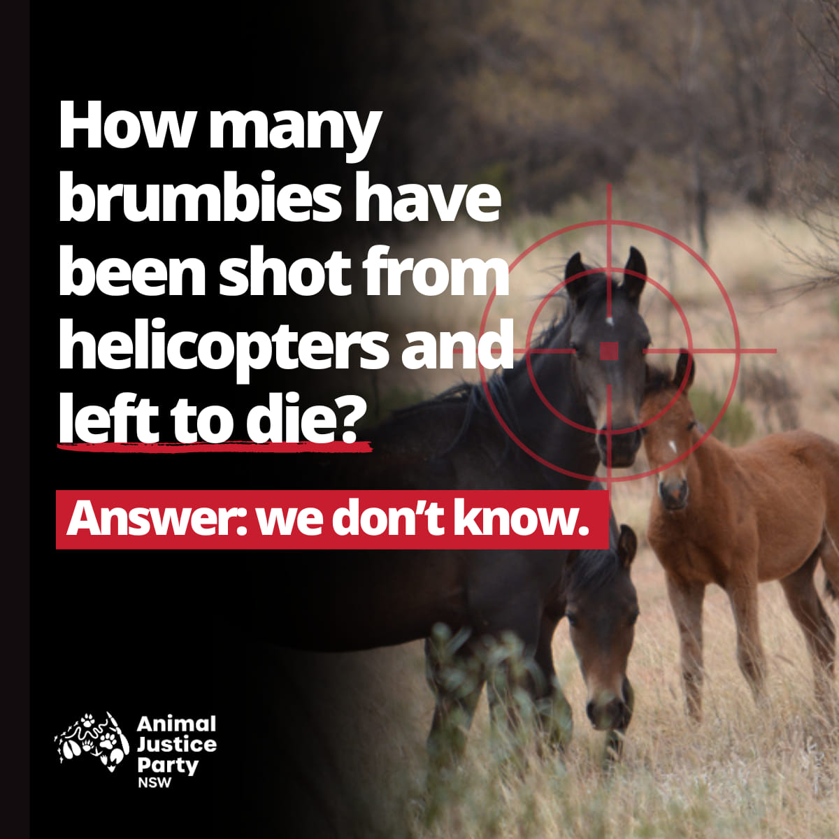 Right now we know very little about what is happening to brumbies in Kosciuszko National Park, but what we do know horrifies us. You can rest assured that our MP Emma Hurst will be questioning Penny Sharpe in parliament about the plight of brumbies.