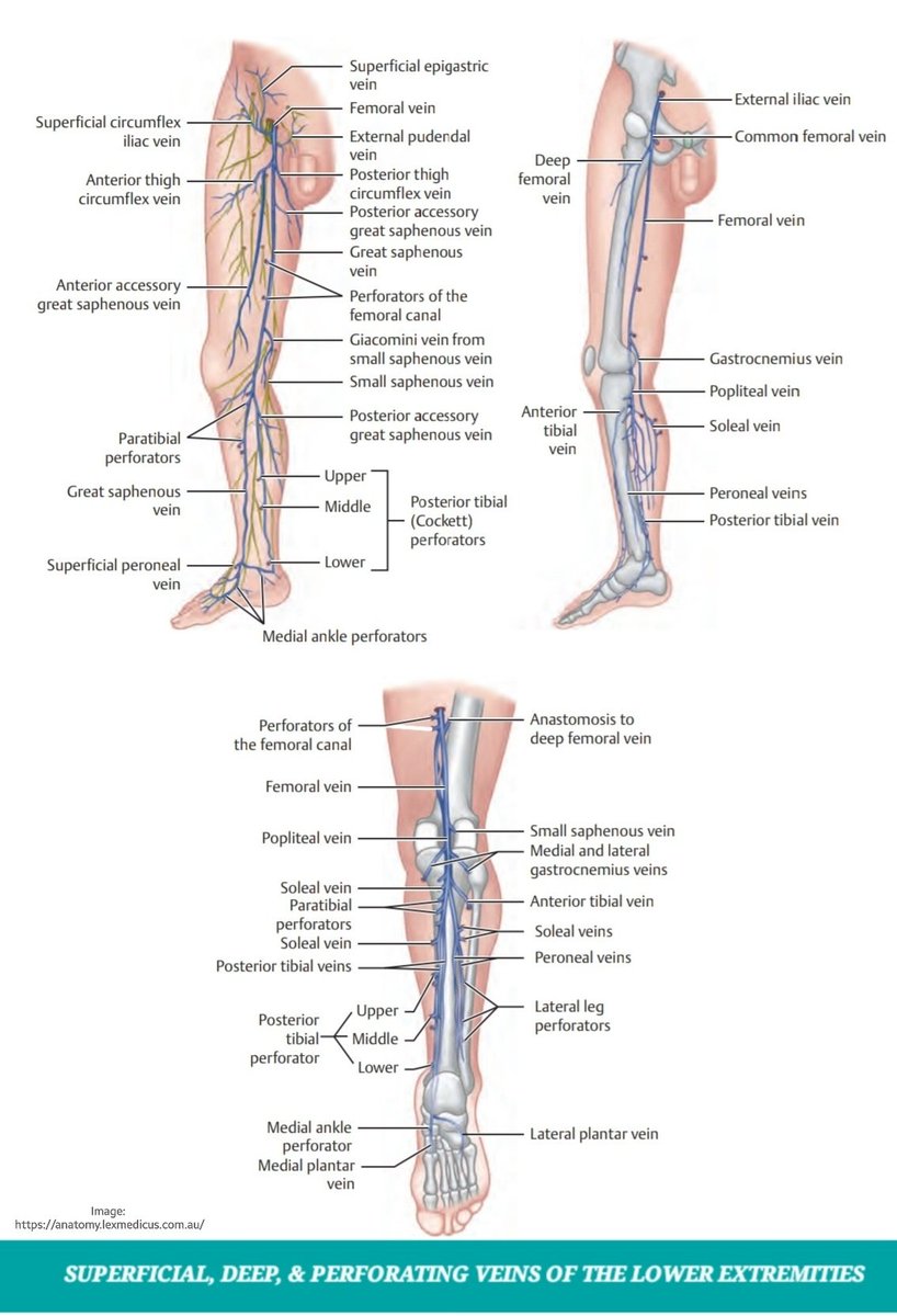 All lower limb veins, addressed each group separately (people rarely know perforators). Perforators are unique👌normally direct flow toward the superficial vein in contrast to other veins. They perforate deep fascia of muscles to connect superficial vein with deep vein they drain