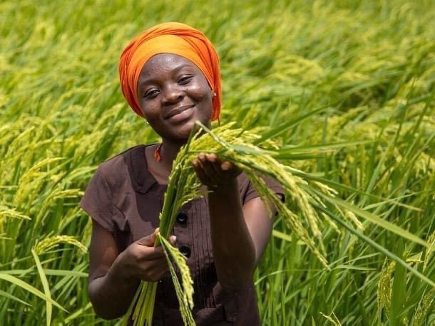 RicoRice22's tweet photo. "Experience the Richness of Ghanaian Local Rice! 🇬��

Ghanaian local rice is more than just food; it's a piece of our cultural heritage and a step towards a sustainable future.
Supporting Local Farmers, Eco-Friendly Delicious Diversity  #eatlocal #SupportLocalFarmers https://t.co/fb0rAfiSWn