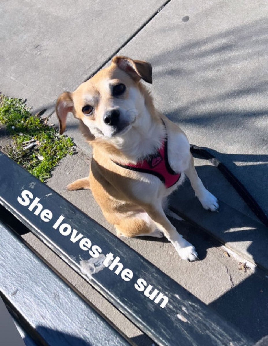 Keith Olbermann's Dogs tweet media
