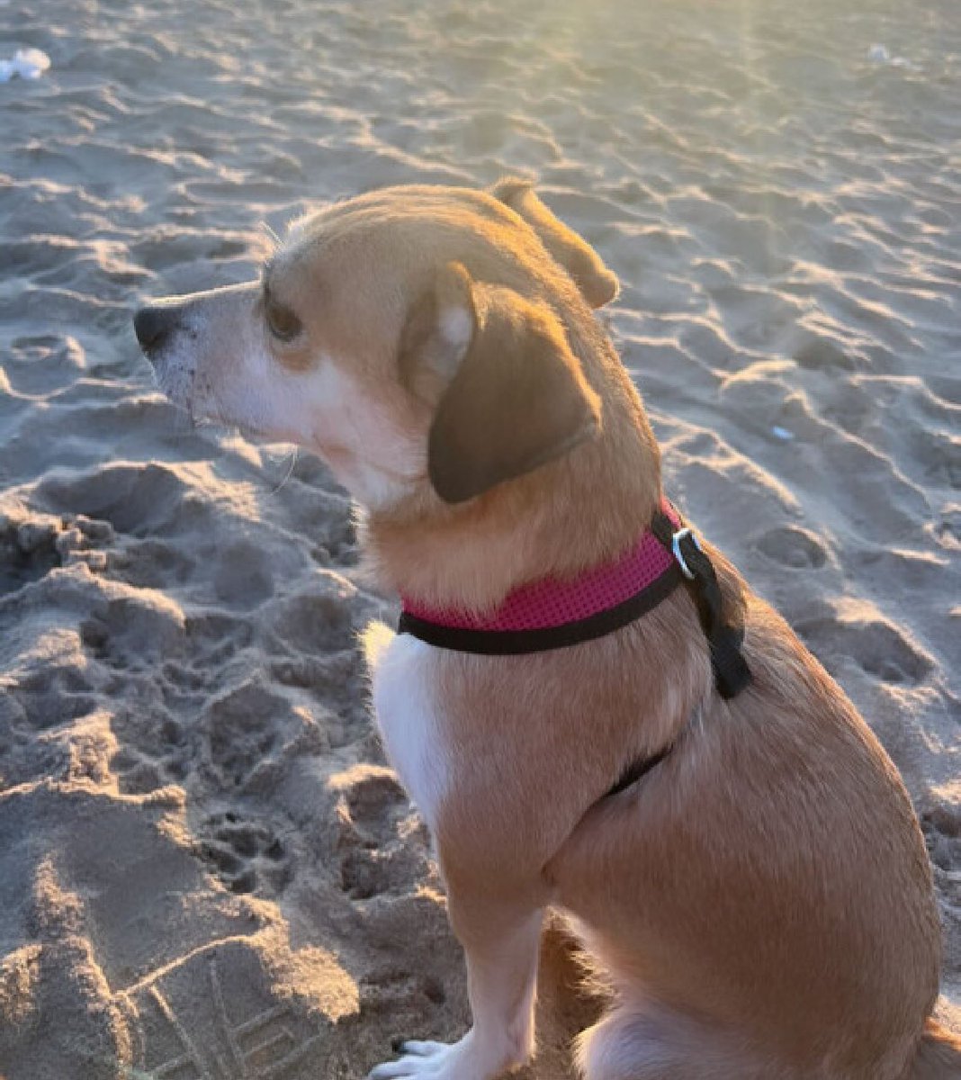 Keith Olbermann's Dogs tweet media