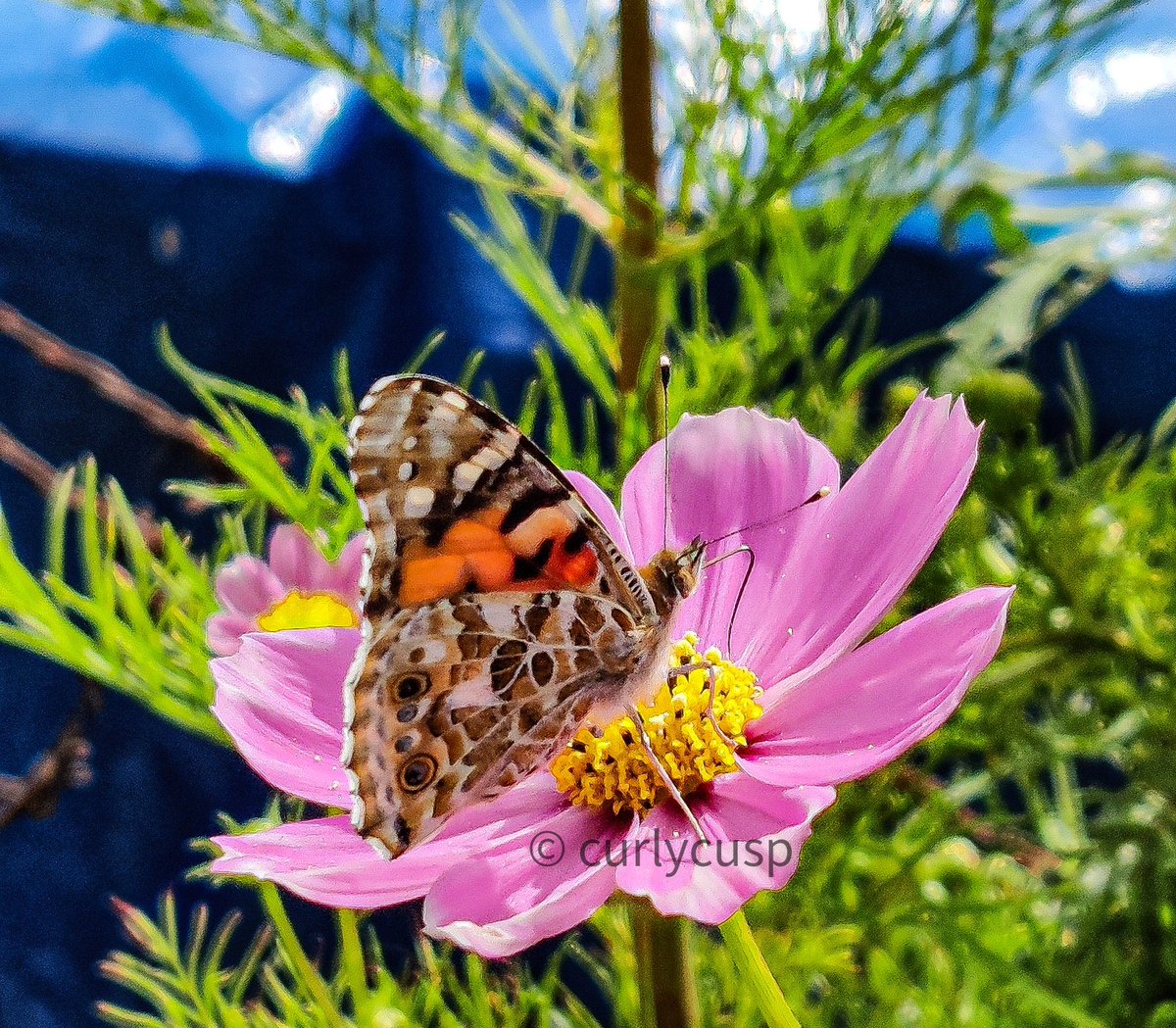 #ThePhotoHour #TwitterNatureCommunity For the bluest #Monday #Mondayblues Vanessa cardui /Painted Lady #beautiful #nature #NaturePhotography #photographylovers #MondayMorning #MondayMotivation 🦋