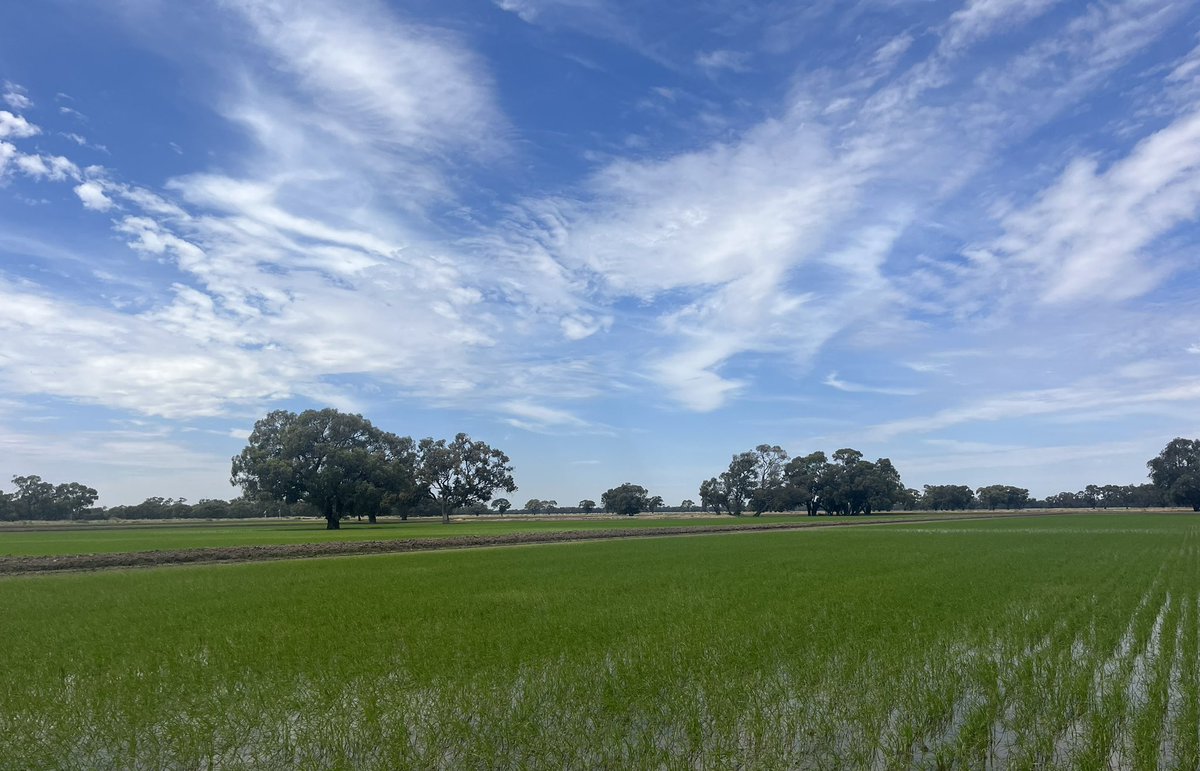 Miranda Rose tweet media