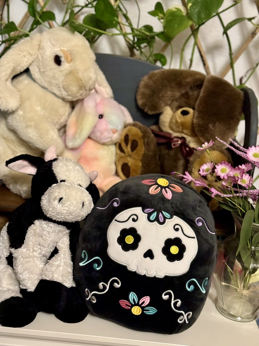 These are all our friends who got adopted today! I’m so pleased they’re all going to good homes 🥺 Will have them all on their ways by Tuesday ✈️