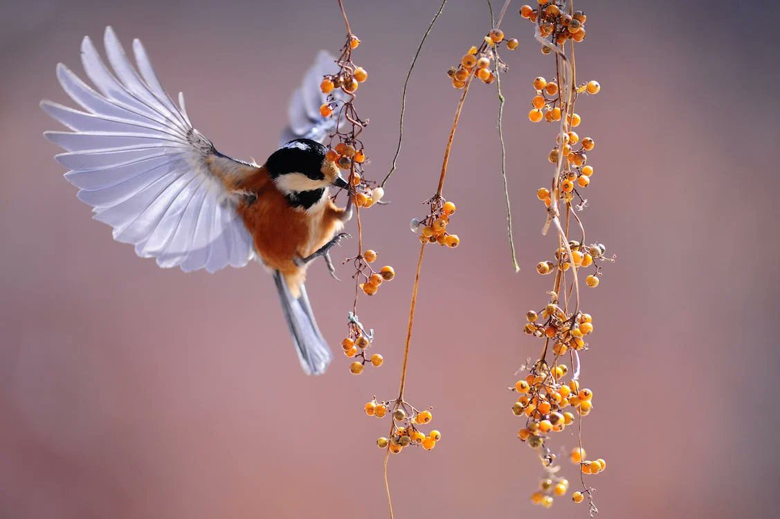 HereToHeart2's tweet photo. Guess the name of the bird😎 #birds #nature #photos #LovelyBirdsInChina https://t.co/eGo0b806I0