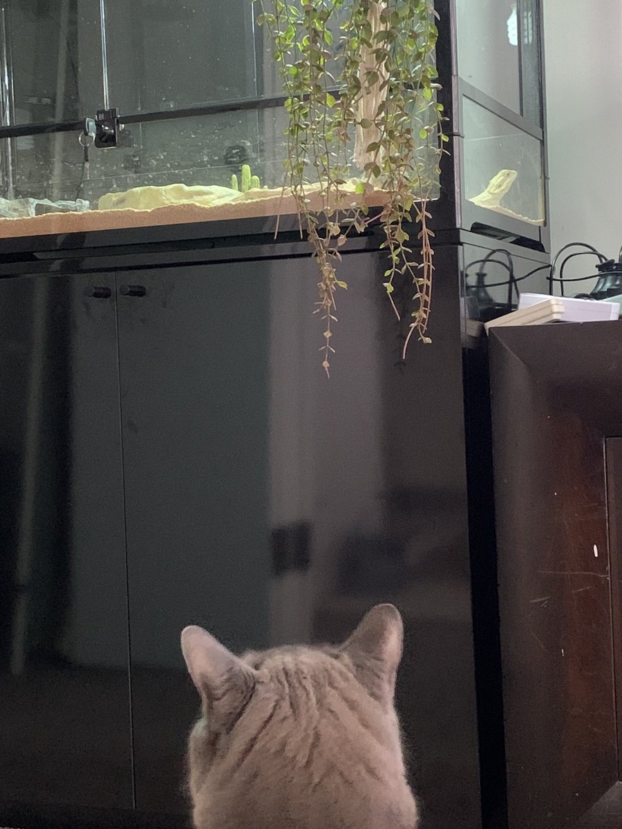 Naddleslee's tweet photo. @DebHarkness @Threads I’m grateful for…
#DebHarkness (the woman who got me to read again after many years of selective illiteracy). Now I’m a book goblin 😊
#MyCat & the bearded dragon we’re babysitting.
and lastly…. #Hope☺️ https://t.co/sqR2HcmiOY