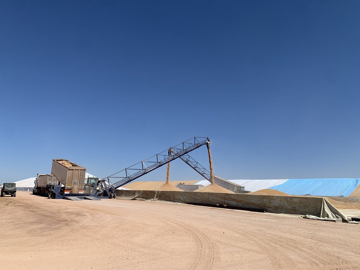 Nothing like a Monday morning to celebrate the 🏏 &amp; start the last harvest bunker #wheat #barley #lentils