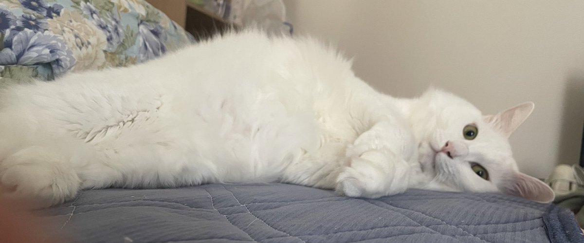 mopanyan's tweet photo. うちの6.6キロにゃんこ🐱

 #猫 https://t.co/v36CR8vLMR