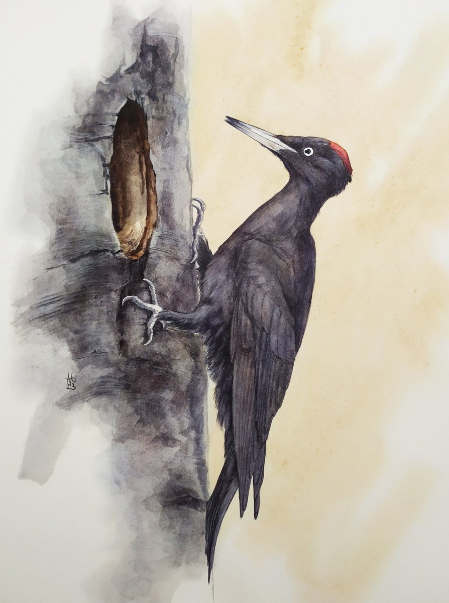 Nosuri_art's tweet photo. Forest souls (10/30) Black woodpecker (Dryocopus martius)

Woodpeckers use cavities not only for nesting but also for spending the night. These birds often build their nests high up on smooth beech trees.

Reference video by Jarmila Kačírková
Watercolour and coloured pencils https://t.co/KbjT9d2fDX