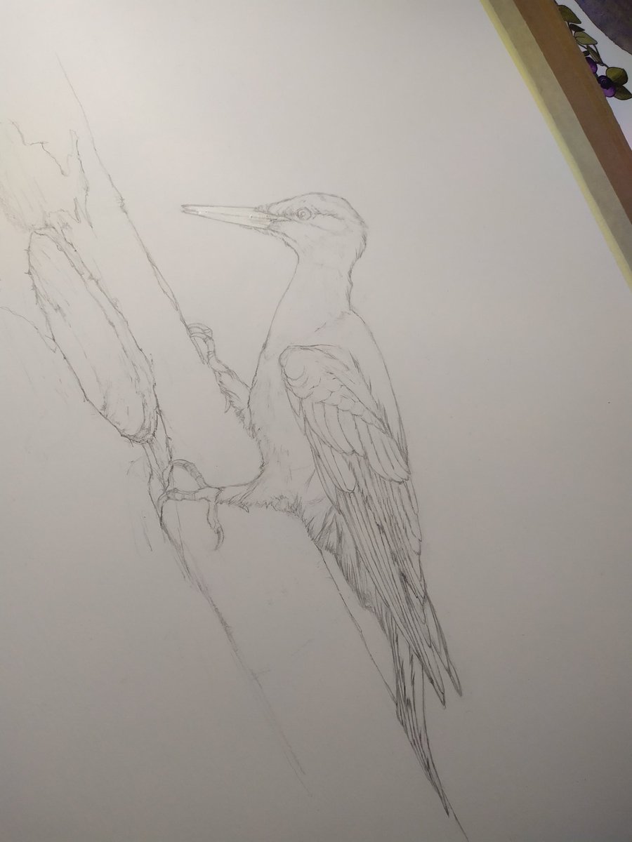 Nosuri_art's tweet photo. Forest souls (10/30) Black woodpecker (Dryocopus martius)

Woodpeckers use cavities not only for nesting but also for spending the night. These birds often build their nests high up on smooth beech trees.

Reference video by Jarmila Kačírková
Watercolour and coloured pencils https://t.co/KbjT9d2fDX
