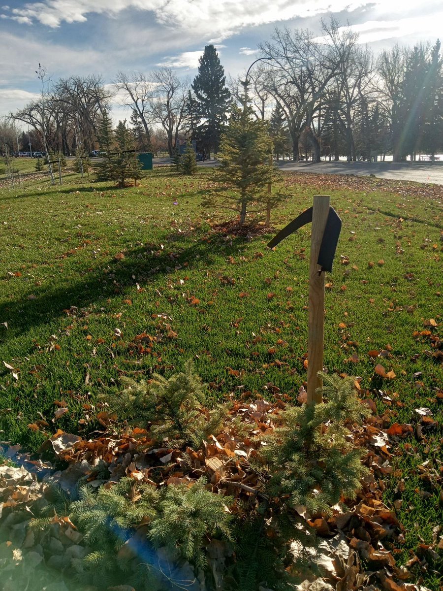 It’s great to see people getting in the holiday spirit. I just wish they would have done it by supporting one of the many holiday themed events or supporting local businesses in #YQL instead of removing (most of) a tree from the landscaping at the @YQLagrifoodhub.