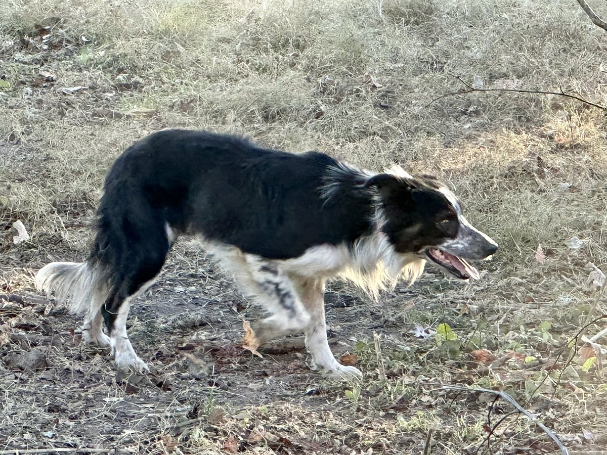 GrayFeist's tweet photo. Our working #BorderCollie program @sink_farm is expanding! These pups are out of Trip x Dot.
https://t.co/w11icpUYPb
#stockdog #stockdogs #VirginiaSheep #bordercollies #collie #collies #sheep #cows #KitchenSinkFarm #sheepdog #sheepdogs #cowdog https://t.co/ASrHcdIM3N