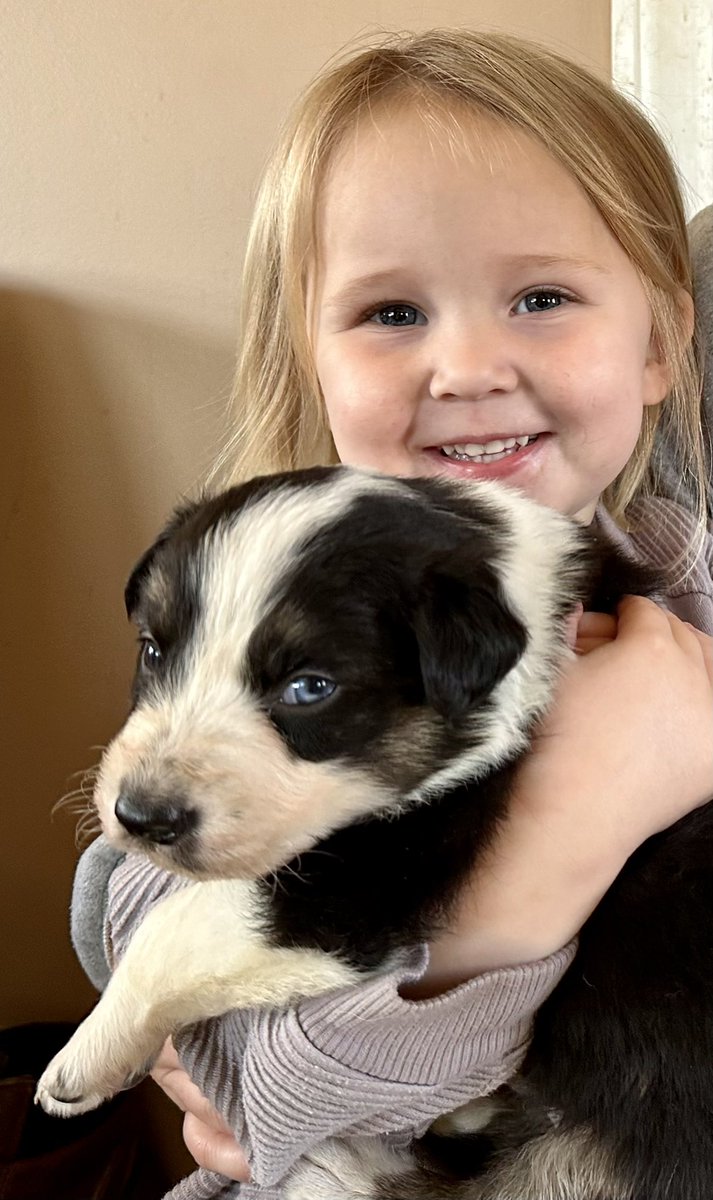 GrayFeist's tweet photo. Our working #BorderCollie program @sink_farm is expanding! These pups are out of Trip x Dot.
https://t.co/w11icpUYPb
#stockdog #stockdogs #VirginiaSheep #bordercollies #collie #collies #sheep #cows #KitchenSinkFarm #sheepdog #sheepdogs #cowdog https://t.co/ASrHcdIM3N
