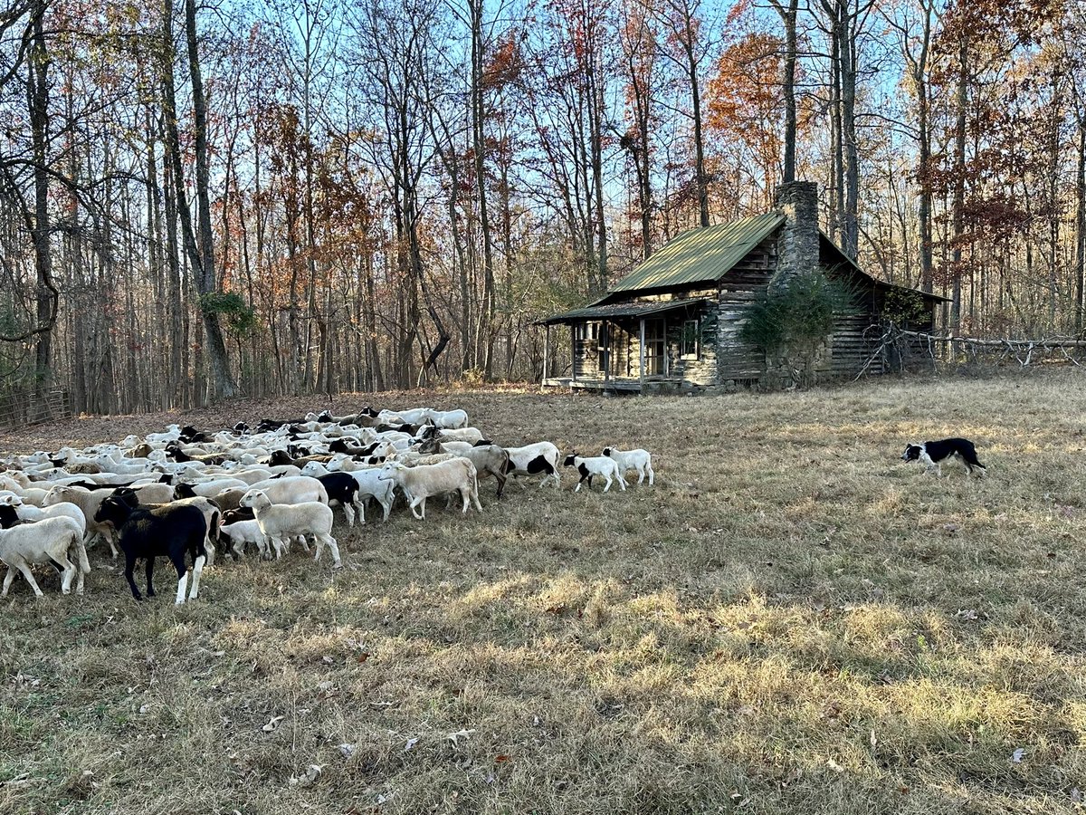 GrayFeist's tweet photo. Our working #BorderCollie program @sink_farm is expanding! These pups are out of Trip x Dot.
https://t.co/w11icpUYPb
#stockdog #stockdogs #VirginiaSheep #bordercollies #collie #collies #sheep #cows #KitchenSinkFarm #sheepdog #sheepdogs #cowdog https://t.co/ASrHcdIM3N