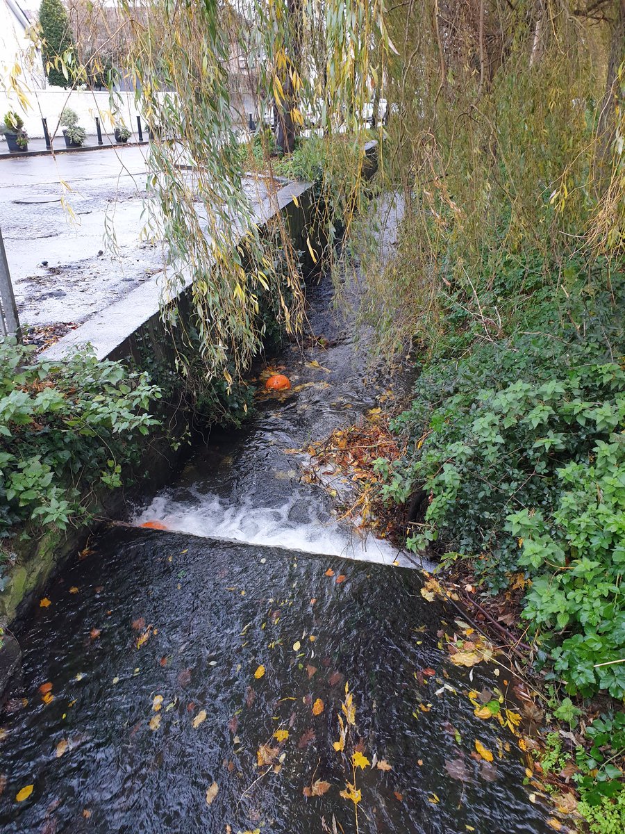 ciaranpollard's tweet photo. So lucky to catch a glimpse of seasonal cucurbita pepo or the commonly called orange pumpkins hydrating themselves in the Poodle River on my early morning walk today. Nature is wonderful. https://t.co/x2oM5URdYi