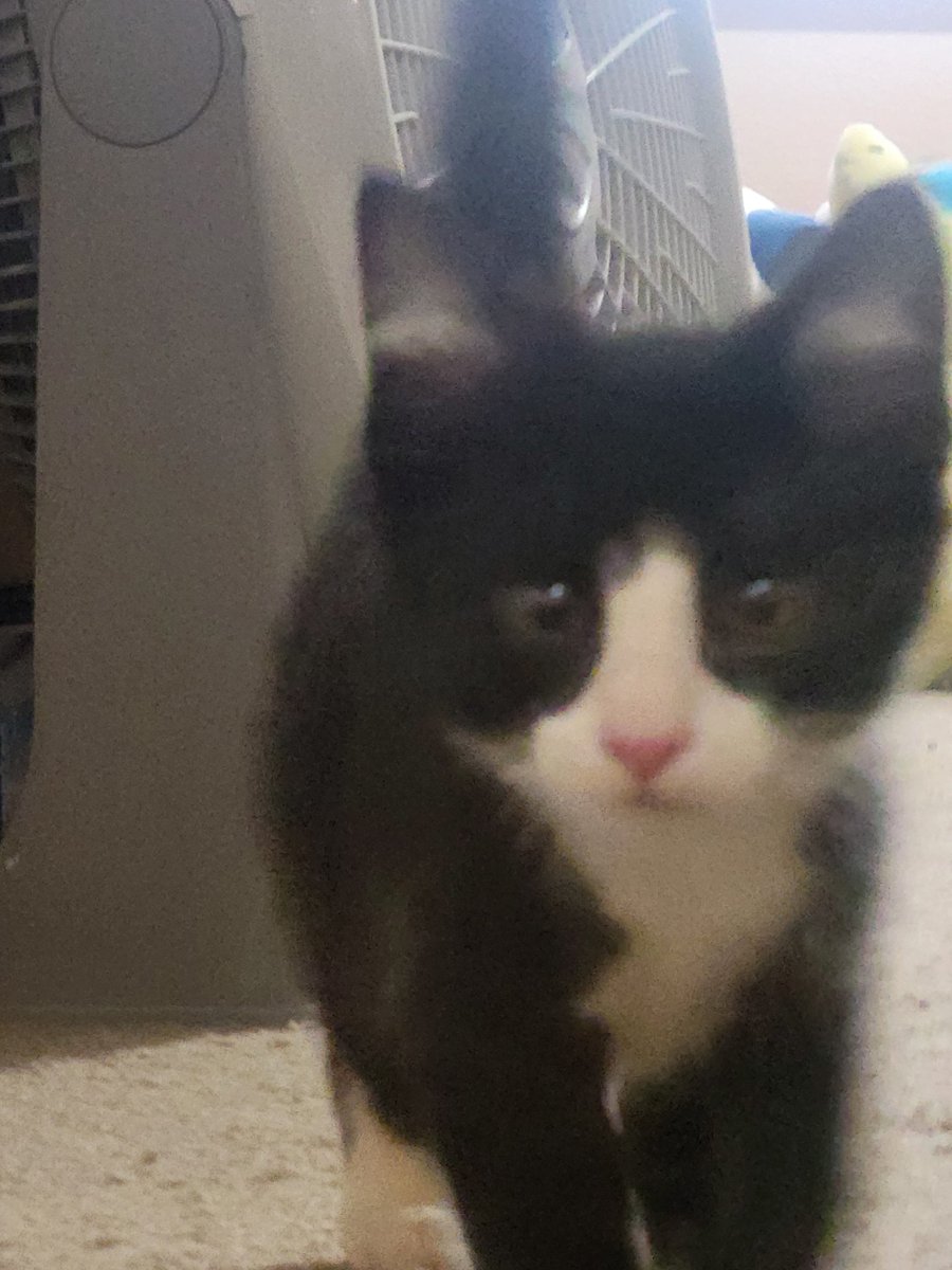 VRydus's tweet image. Hello Twitter, meet my new son