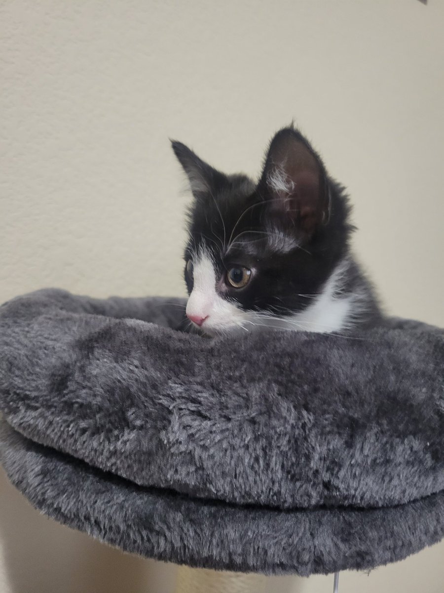 VRydus's tweet image. Hello Twitter, meet my new son