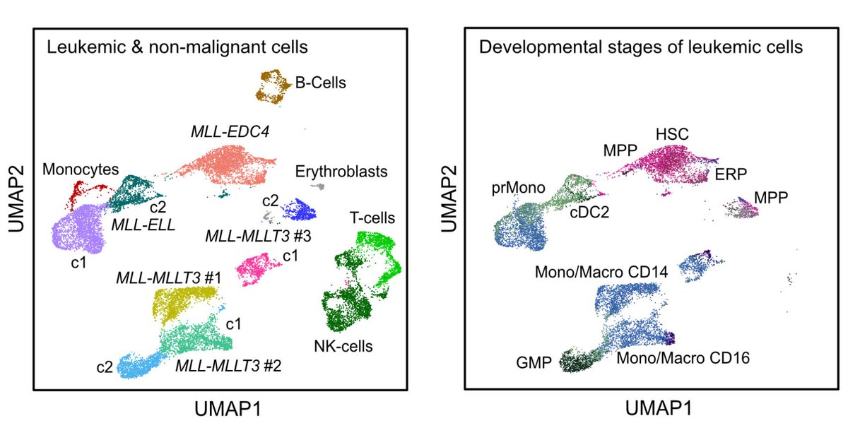 Our single cell analysis of MLL/KMT2A fusions in AML with Michael Lübbert's group @Uniklinik_Fr is now out in @BloodAdvances. It shows a progenitor-like phenotype of the novel MLL-EDC4 fusion. Free download link: authors.elsevier.com/sd/article/S24…. Thanks to DFG FOR2674 for support.