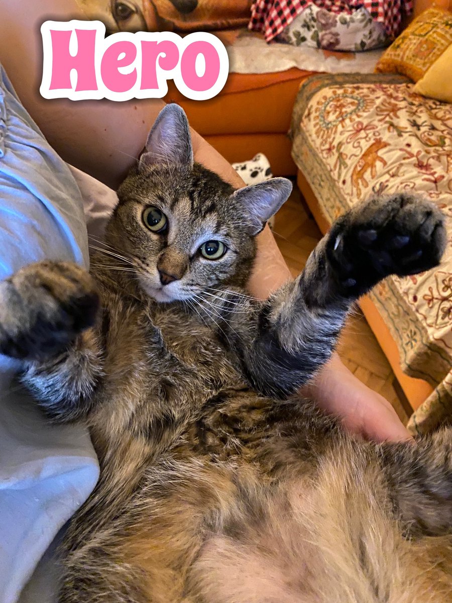 TheMewDiaries's tweet photo. Hero: Me was hanging out on Mums lap for hours on Caturday afternoon mol πΈπ©·
Hope you all hads a luvly weekend! Sending purrs and love from us all π
#cat #cats #catsoftwitter #catsofx #CatsOnX #tabbycats #tabby #tabbycatsofx #tabbycatsoftwitter #tabbycat #3leggedcat #3leggedcats #kitty #cute #catlife #lapcat #catpics #catsbeingcats #home #life #weekend #katzen #katze