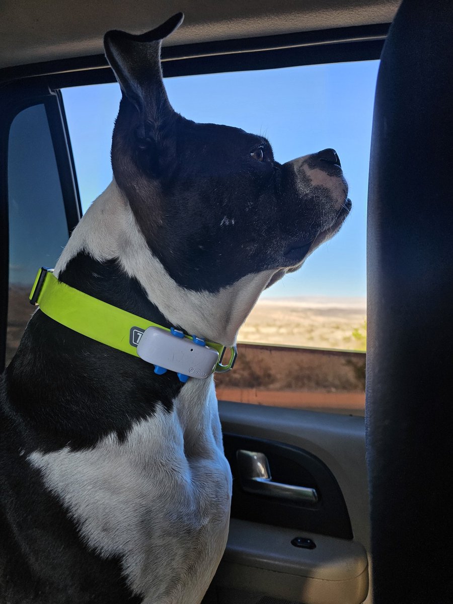VegasDogLife's tweet photo. Ozzie's helping us keep an eye out and staying safer with Tractive @ https://t.co/HlNQV5h6qG #vegasdoglife #lakemead #tractive https://t.co/zJ5cxUVXth