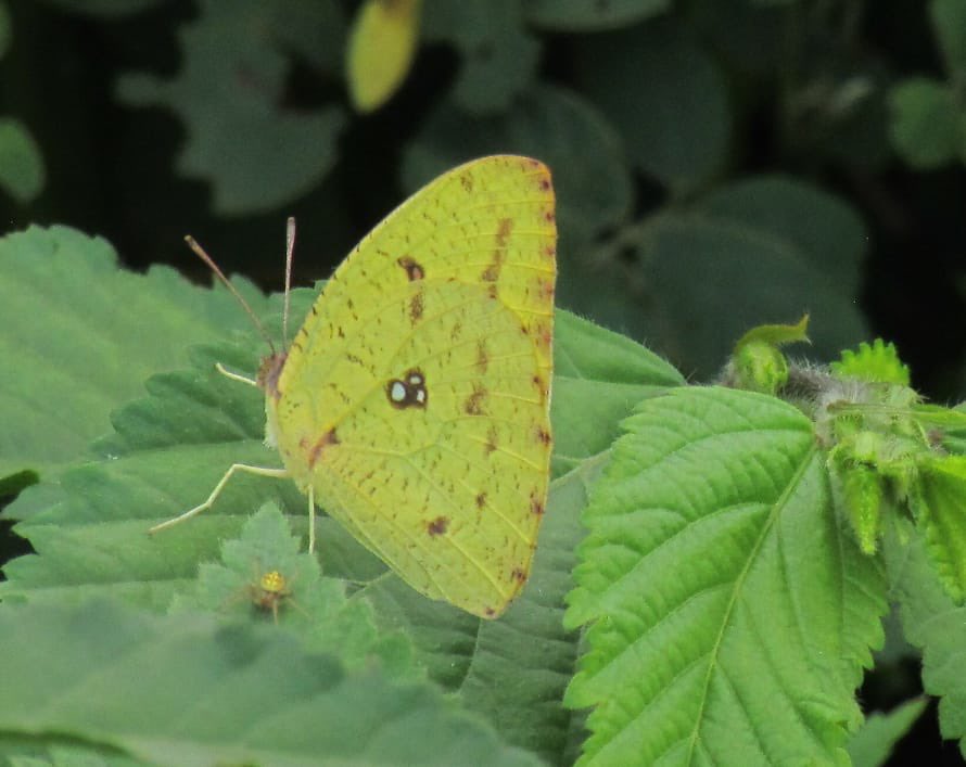 Wrapped up 7 months of intensive butterfly fieldwork on the Jos Plateau, Nigeria today! Grateful for the incredible diversity seen. Now, onto the next phase – compiling and analyzing the data. Exciting times ahead! 🦋🌍 #ResearchJourney #ButterflySurvey #phdlife