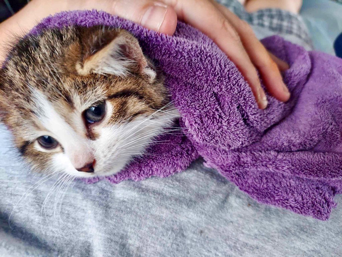 RappCatsAdopt's tweet photo. Poe is one of our new #kittens. He's getting some extra #love this evening - he's the shyest of the litter. #kitten #va #dc #virginia #AdoptDontShop #sunday #monday #PositiveVibes #rescue #animals #babies #KittyTwitter #luv #washingtondc #maryland #pets #sundayvibes https://t.co/3nbc7amtgH