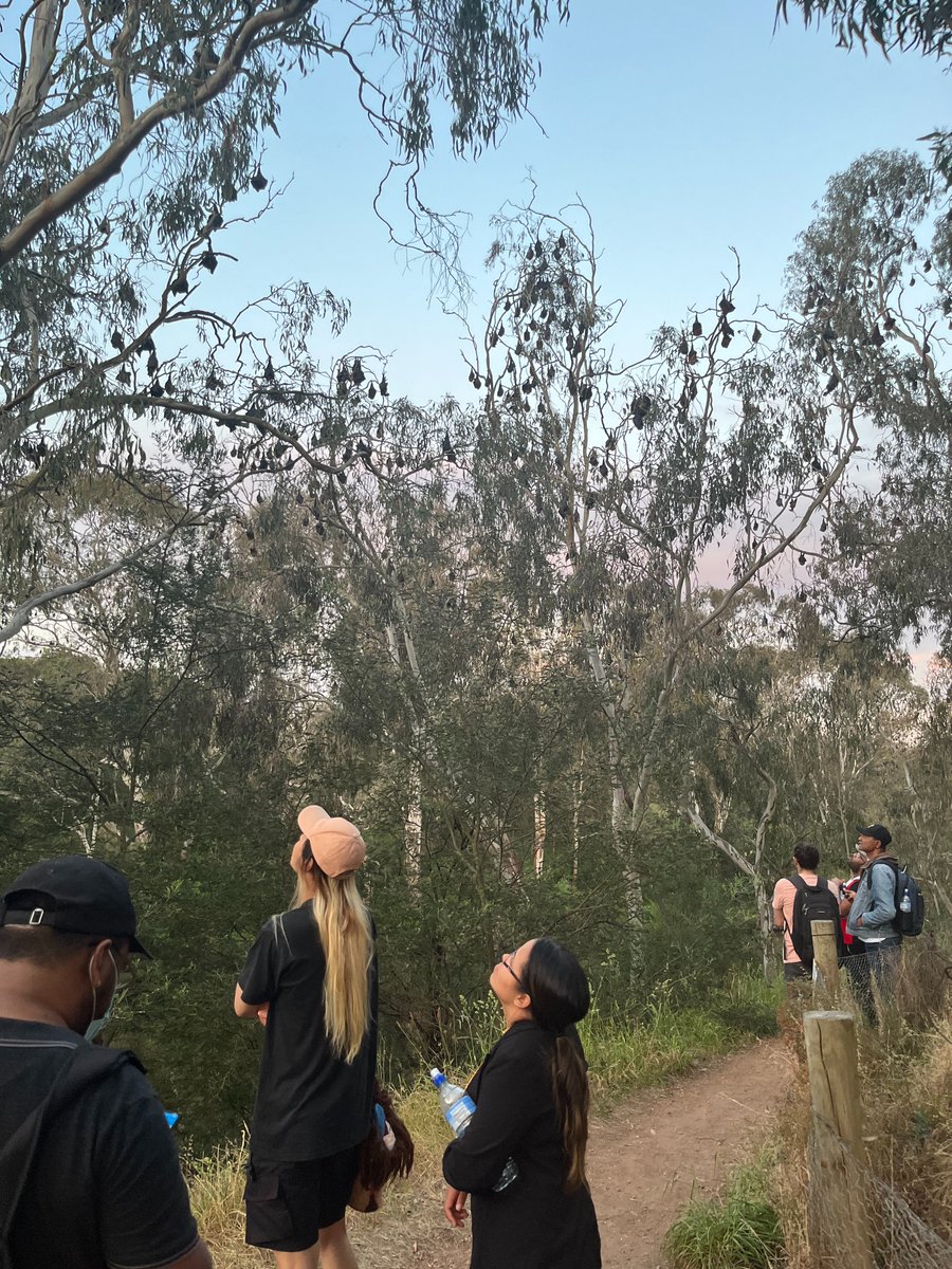 Another serene Sunday amidst nature! Our @RecetasProject participants embraced the flying foxes at Yarra Bend Park, Melbourne. 🦇 One participant beautifully summed up the experience: 'Being present in nature changes everything.' 🌿 #NatureSunday @SERC_RMIT @ICON_Science