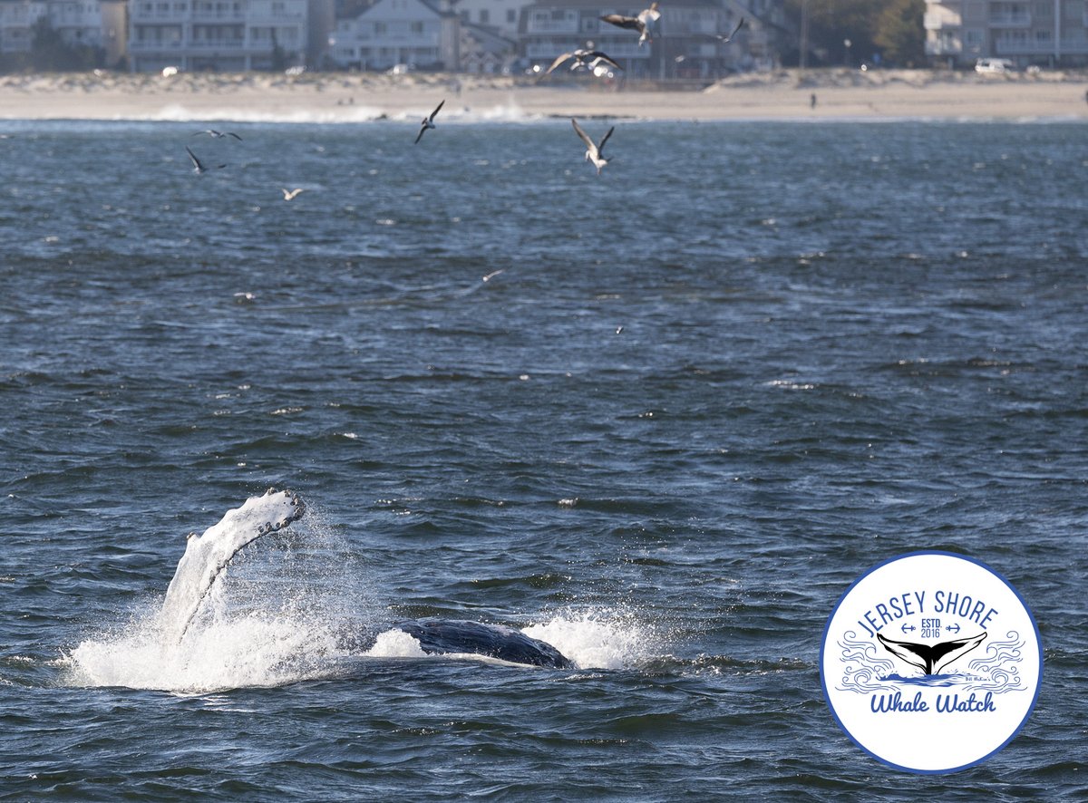 avon by the sea whale watching November 2023  The original whale watching tour from the Belmar Marina, phone 732.592.6400 or visit jerseyshorewhalewatch.com. We guarantee you will see a humpback whale, or your next trip is free! 90% success rate.