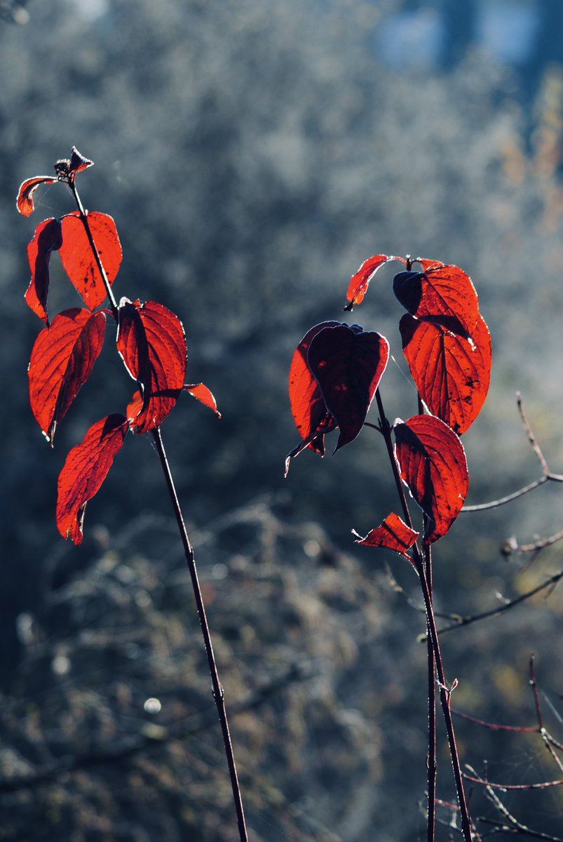 Power13Max's tweet photo. Early morning frost. #autumn #frost #winterincoming https://t.co/hUblhZMxsL