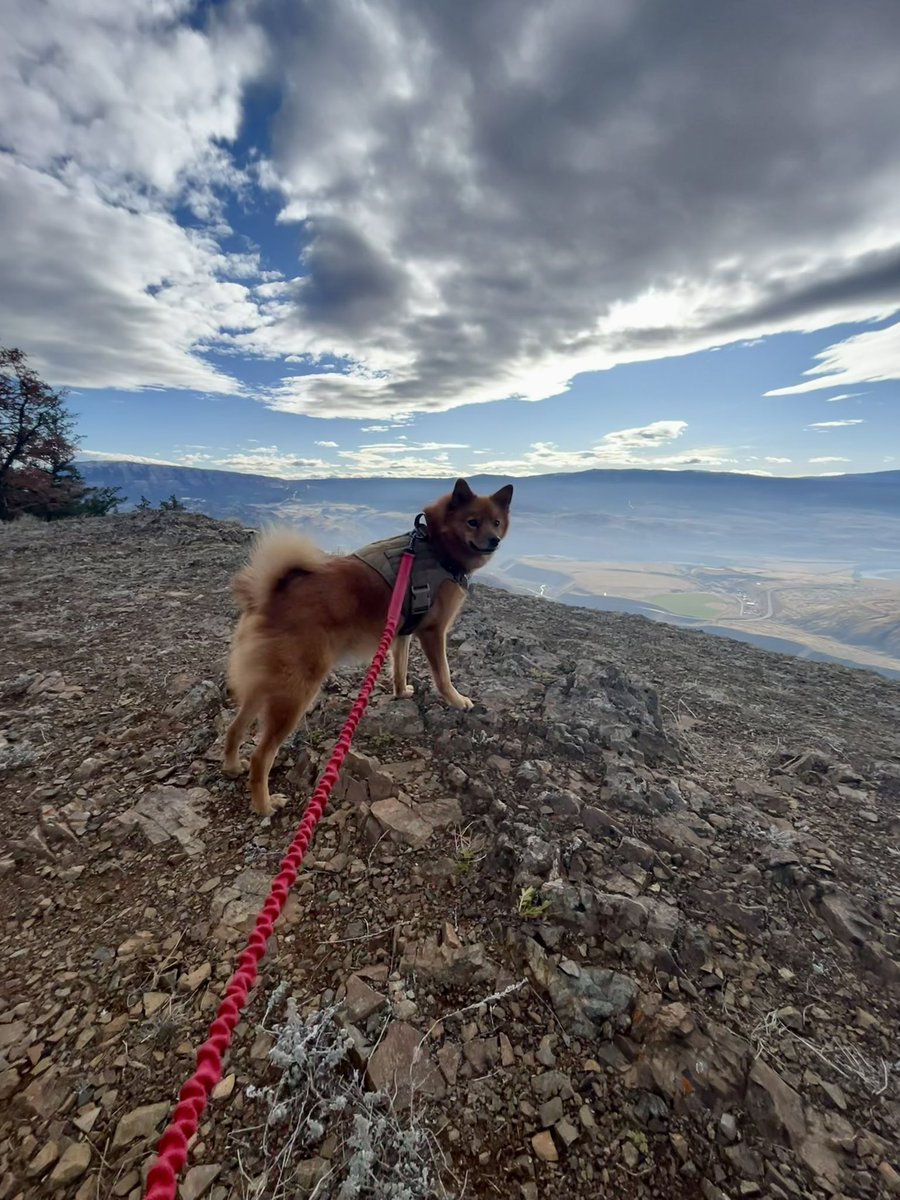 Adventure buddies 🦊✌🏻⛰️ #SundayFunday #hiking #yka #kamloops