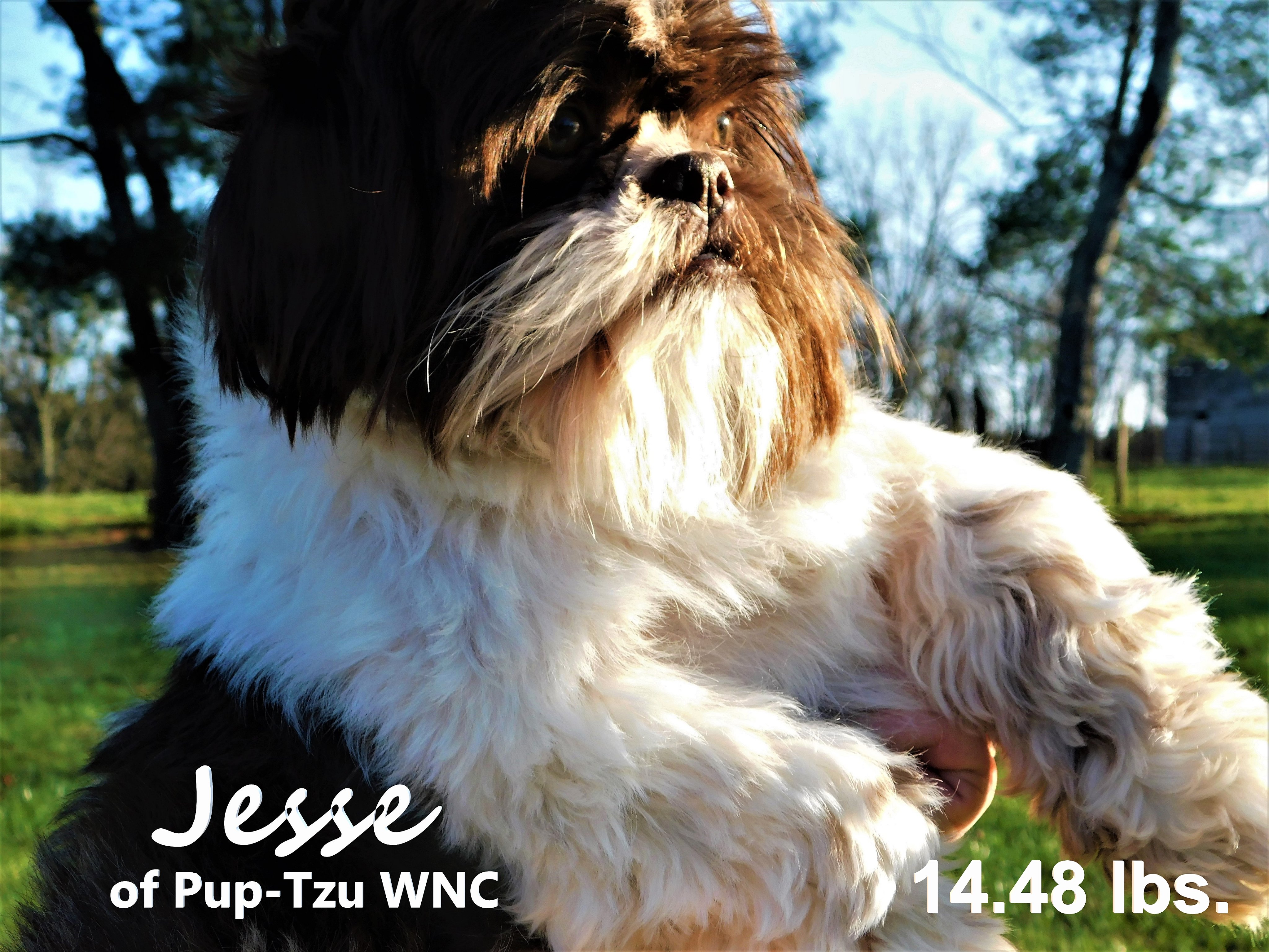 Jesse shih tzu 2025