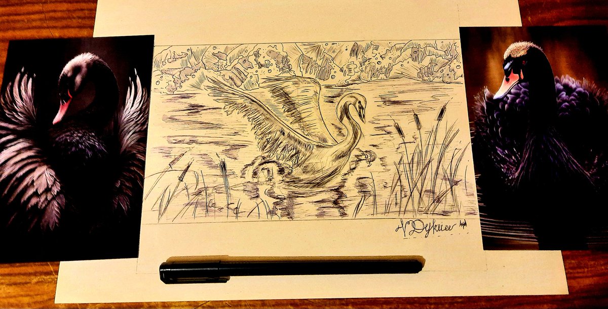 DyukiKnight's tweet photo. 🥀Proud swans don��t have stupid quarrels, offensive jealousy... Swans teach people kindness, love and fidelity...🦢 by Konstantin Vukolov https://t.co/y7A28COVoO