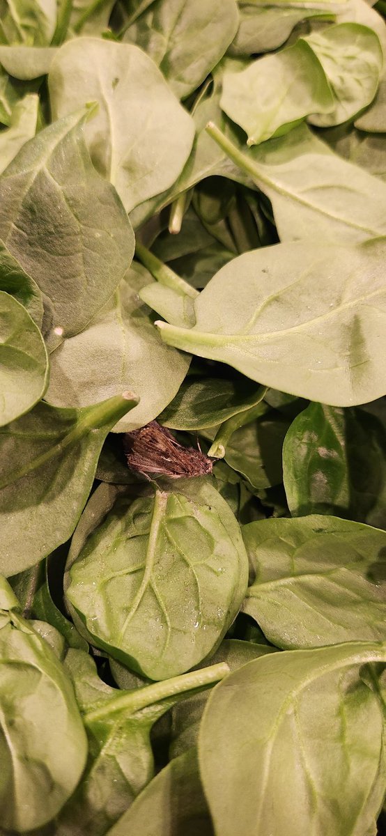Found a surprise in my <a href="/earthboundfarm/">Earthbound Farm</a> spinach. #TripleWashed.