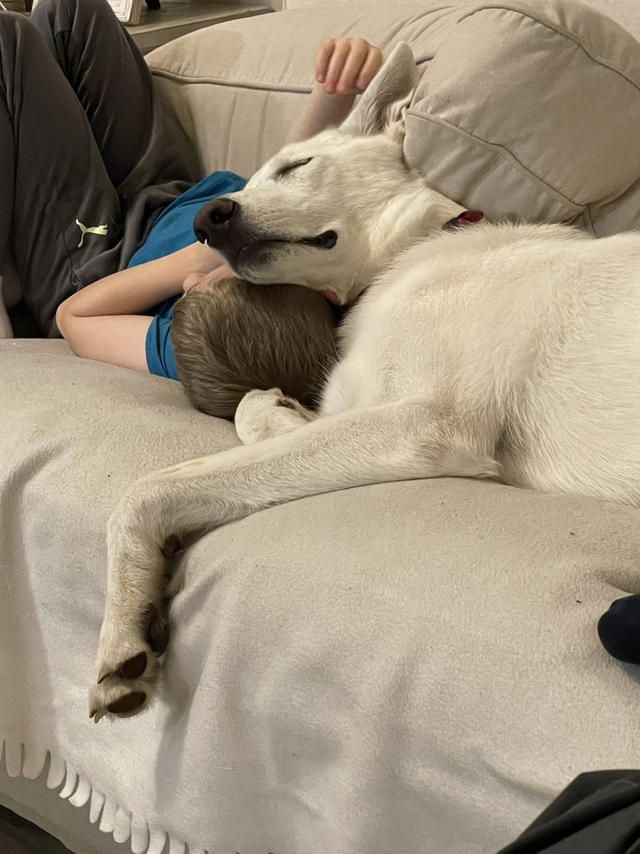 Onyx the White German Shepherd tweet media