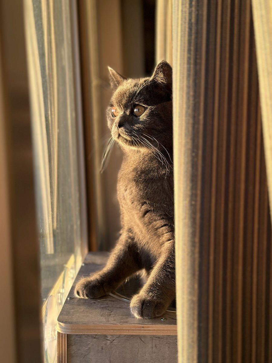 tentative_neko's tweet photo. 早起きは三文の徳らしいﾆｬ🌅
Waking up early is beneficial for cats… https://t.co/JbCiMxrUF6