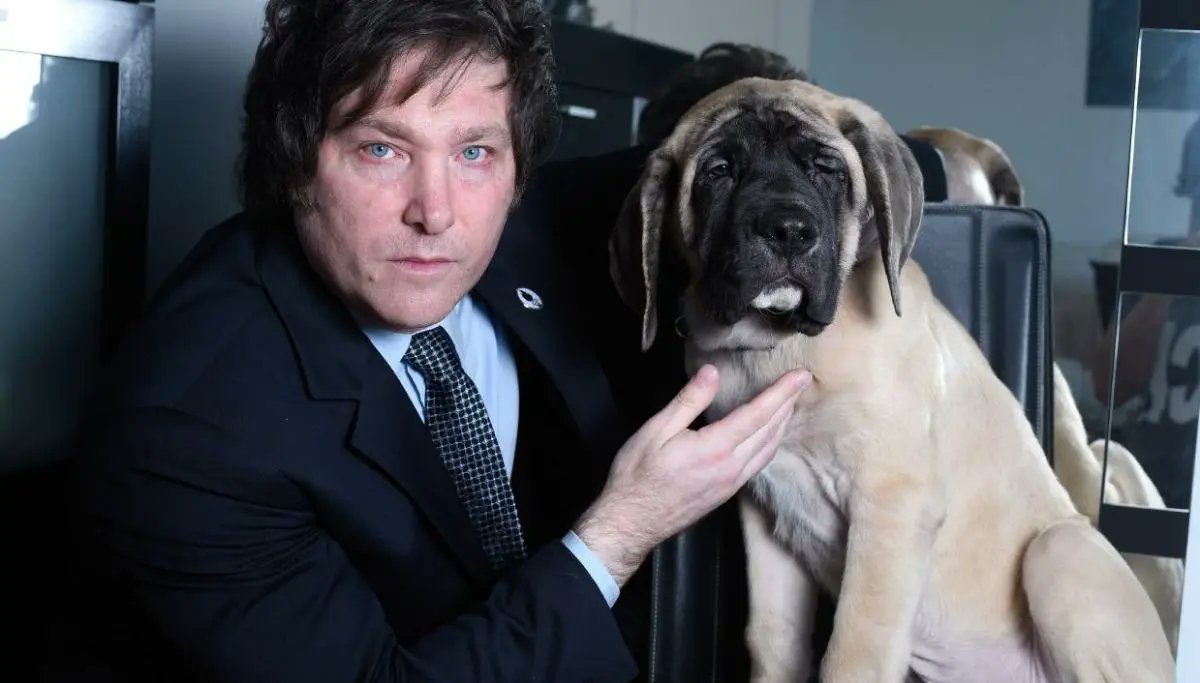 Normose_'s tweet photo. - e o conan presidente hein?
- que conan?
- o espírito do cachorro
-??
- o espírito do cachorro morto que era um Leão na Roma Antiga reencarnou cachorro morreu e agora faz freela de comandante da cabeça do cara que tá virando presidente da Argentina https://t.co/qoZnG9O8aq