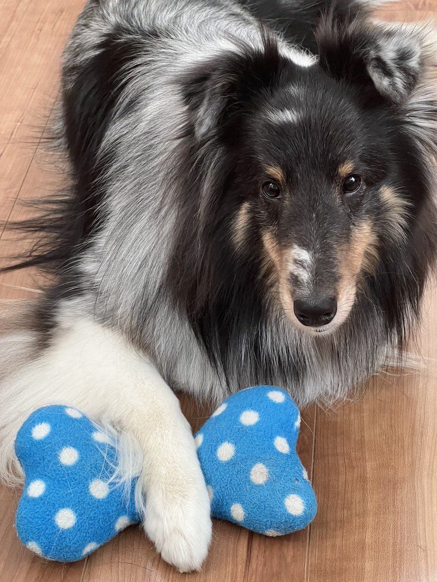 shirleyandrobin's tweet photo. 骨は渡さない！ #シェルティ #sheltie #いつもはすぐに取られちゃうロビン #キリッとシェルティ https://t.co/MCRVC3F5Yr