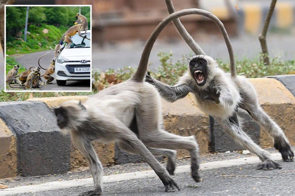 CerfiaFR's tweet photo. 🇮🇳 DRAME | En #Inde, une bande de singes a attaqué et tué un enfant de 10 ans en lui arrachant les intestins. https://t.co/lc2SmOOsoF