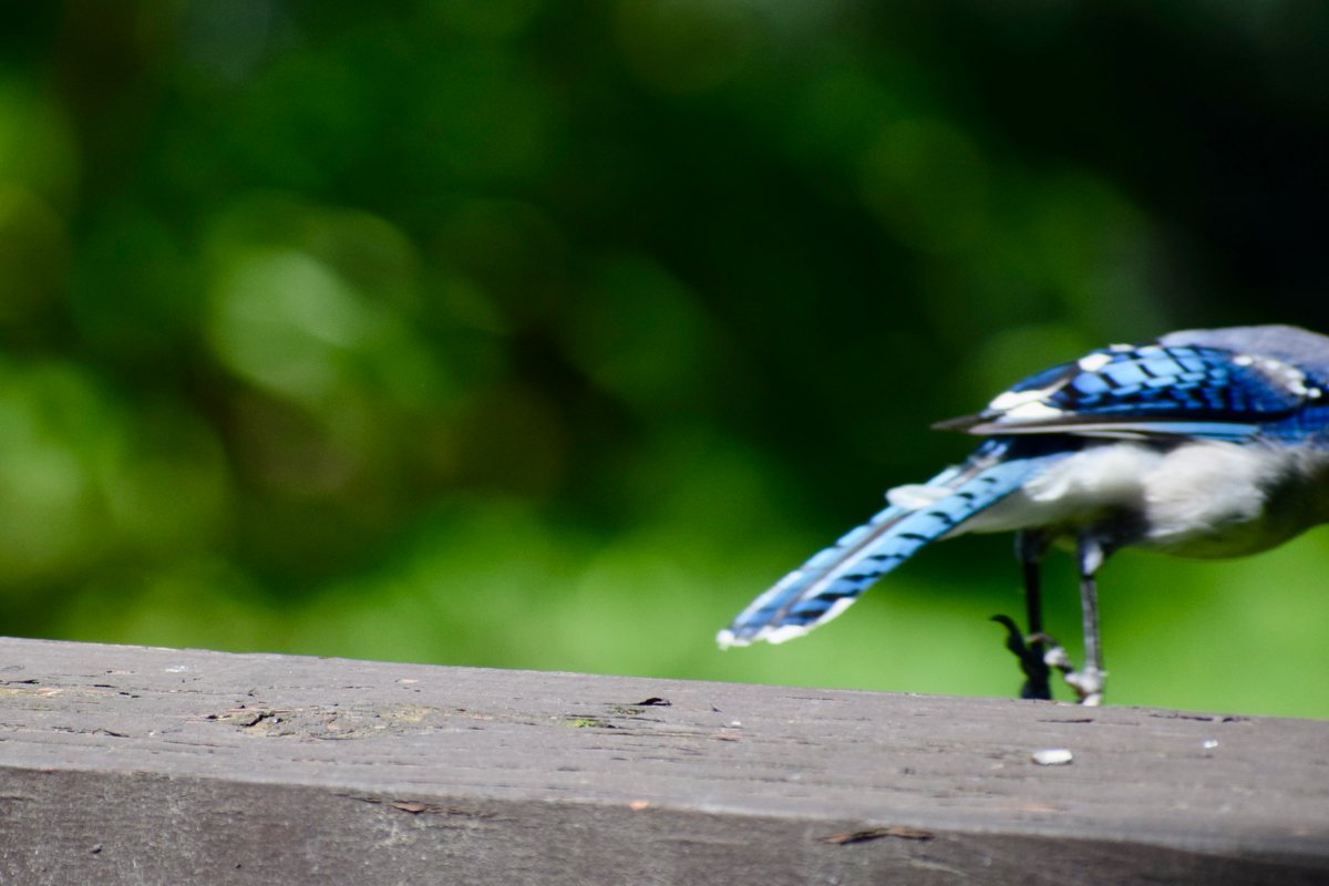 Mike Saccone tweet media