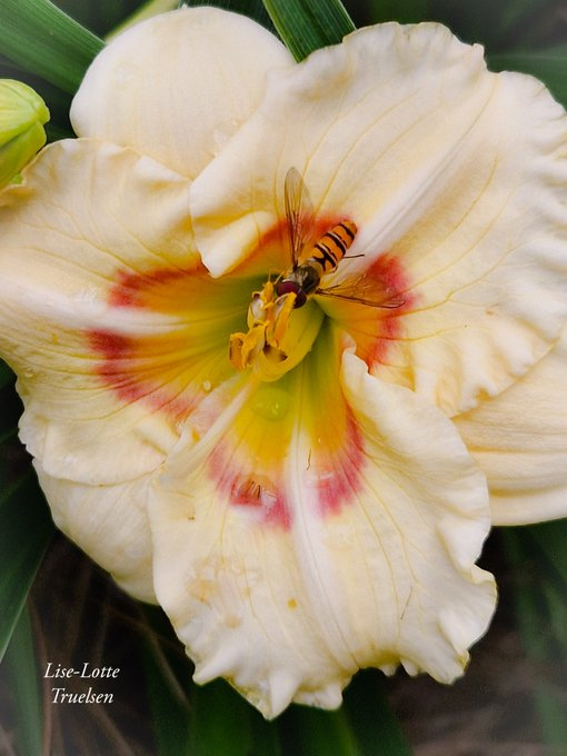 wave_coffee's tweet image. Hoverfly having lunch in my Hermerocalis Siloam Baby Doll 💕