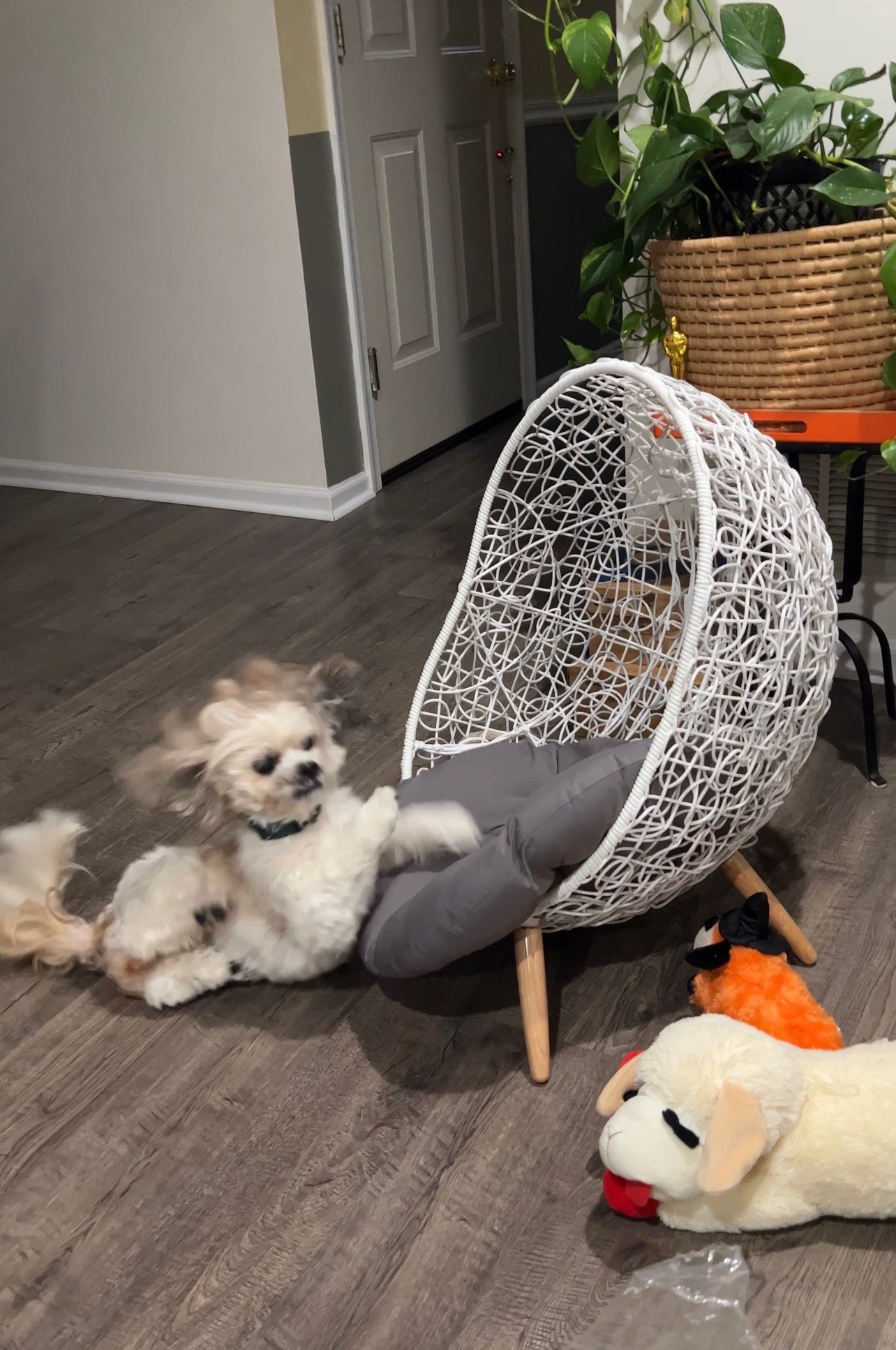 Pet egg cheap chair