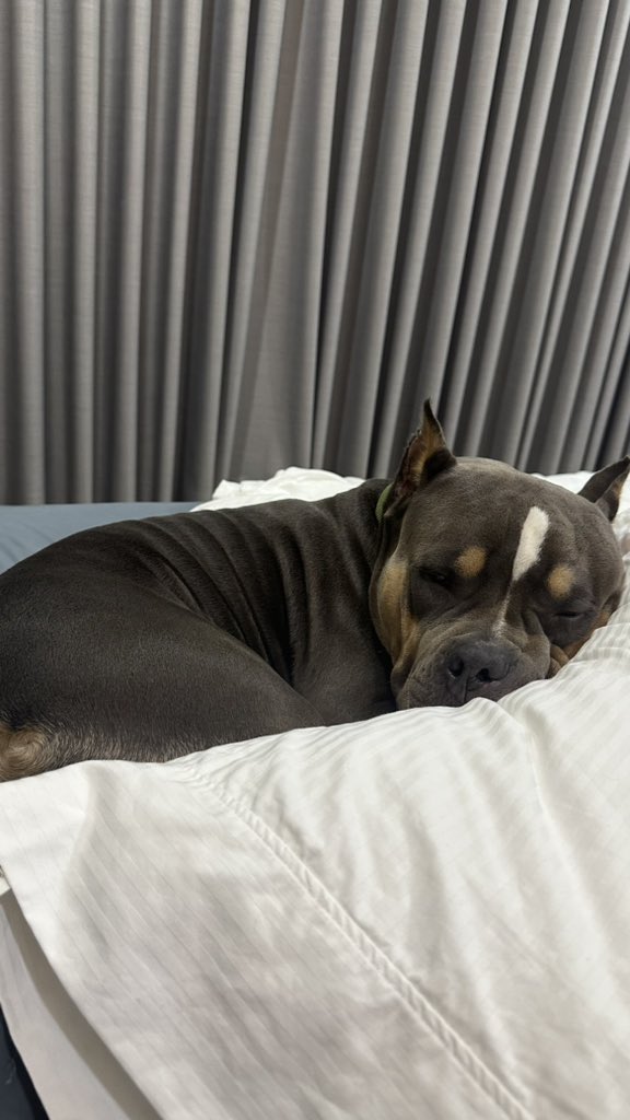 DylanPenaloza's tweet photo. Se duerme en la cama de él y se despierta en mi cama🤔 https://t.co/SQnH6gDKvI