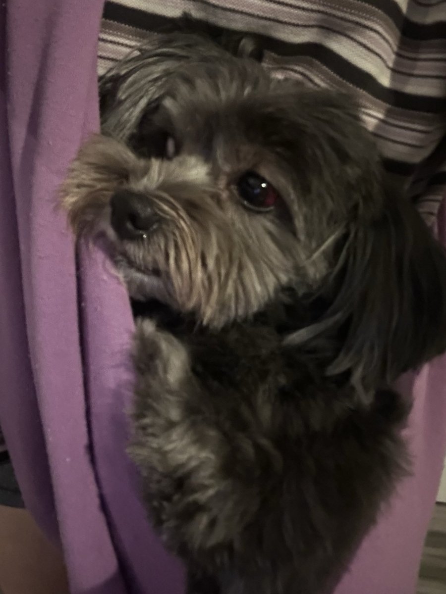 acidaddie's tweet photo. this is how sweet ducky came home from her groomers appointment with @PoshPuppy location in granite bay. her vet determined the only way to sustain these injuries is choking or strangulation. nobody has contacted us back. i’m so close to losing my mind on these people. https://t.co/uZbISNgcec