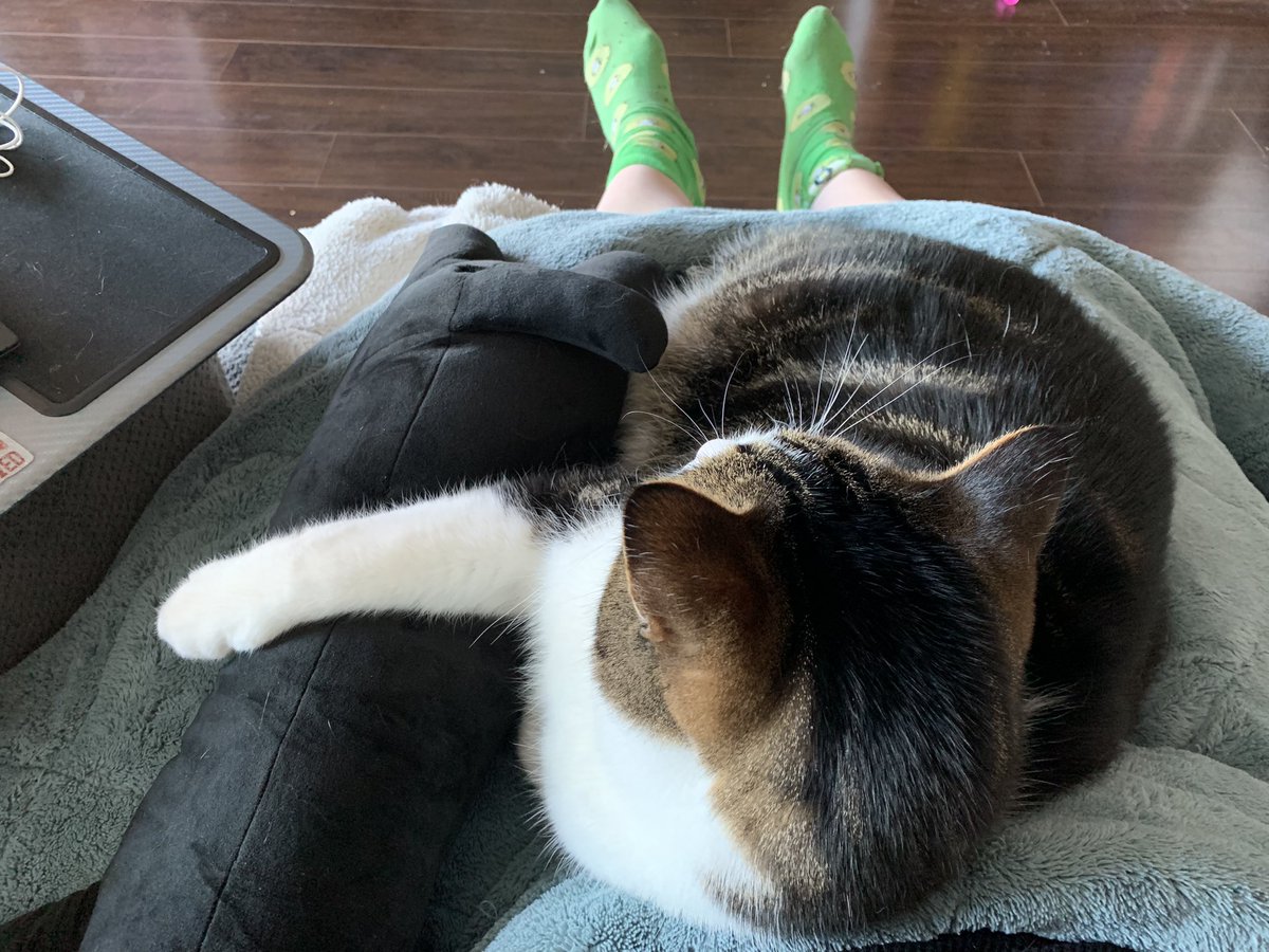 kristifuoco's tweet photo. The true test of a writer is not whether or not they have the disciple to sit and write. It is whether or not they have the willpower to reject the lap cuddles of two cats in order to do so. 

#amrevising #amwriting https://t.co/ouUyPHknfp